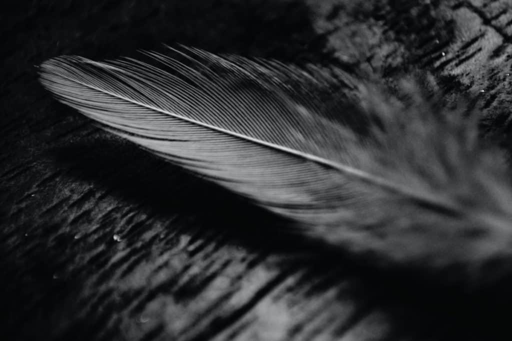 What Is The Meaning Of A Black Feather? – Calming Cosmos