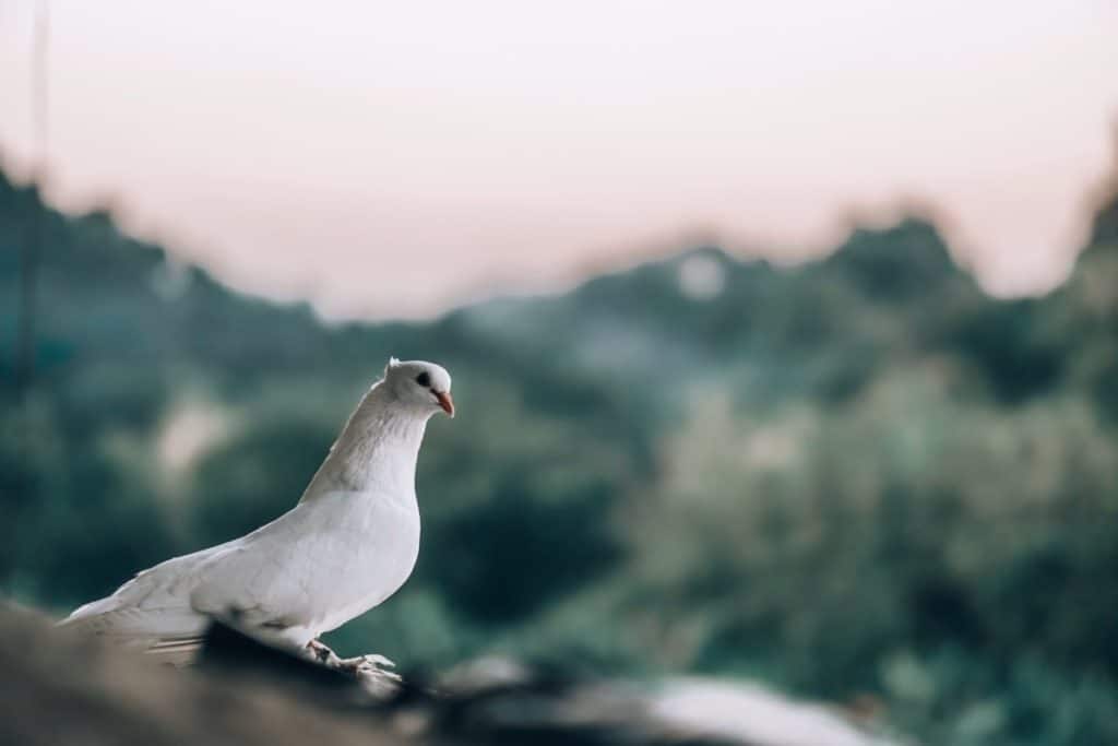meaning of a white dove in dreams