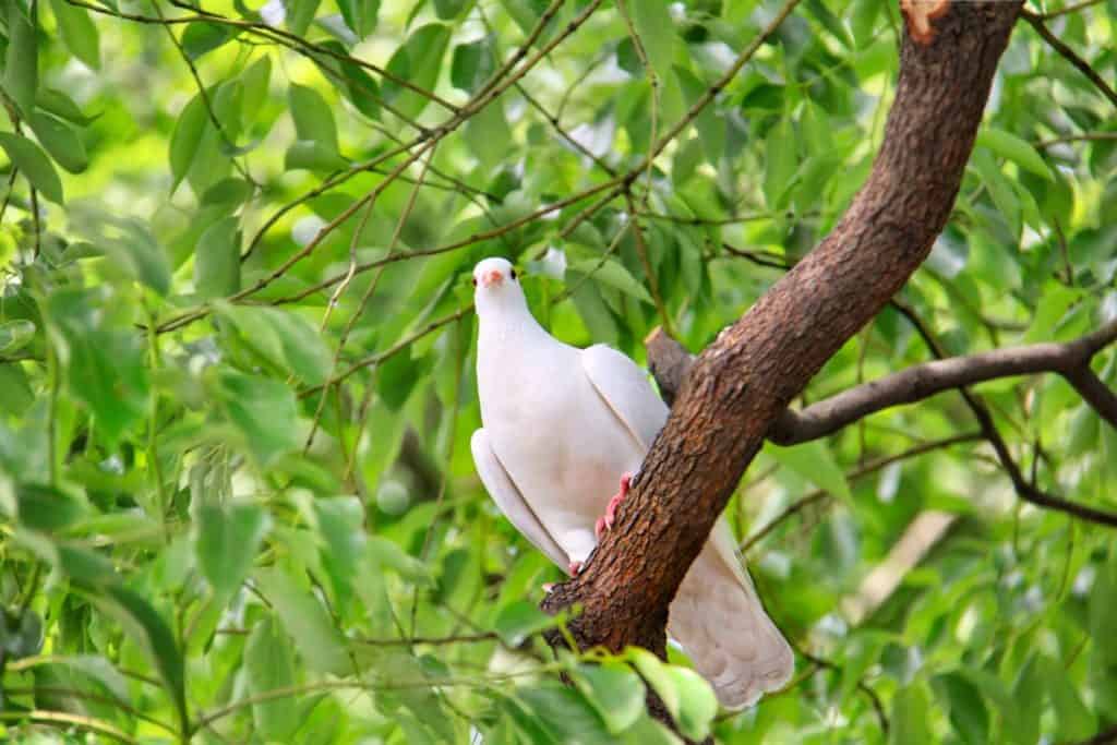 meaning of a white dove