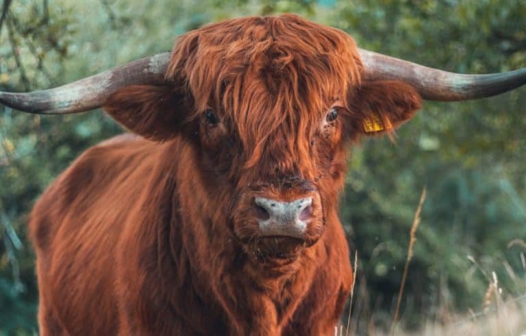 What Is A Taurus Spirit Animal?