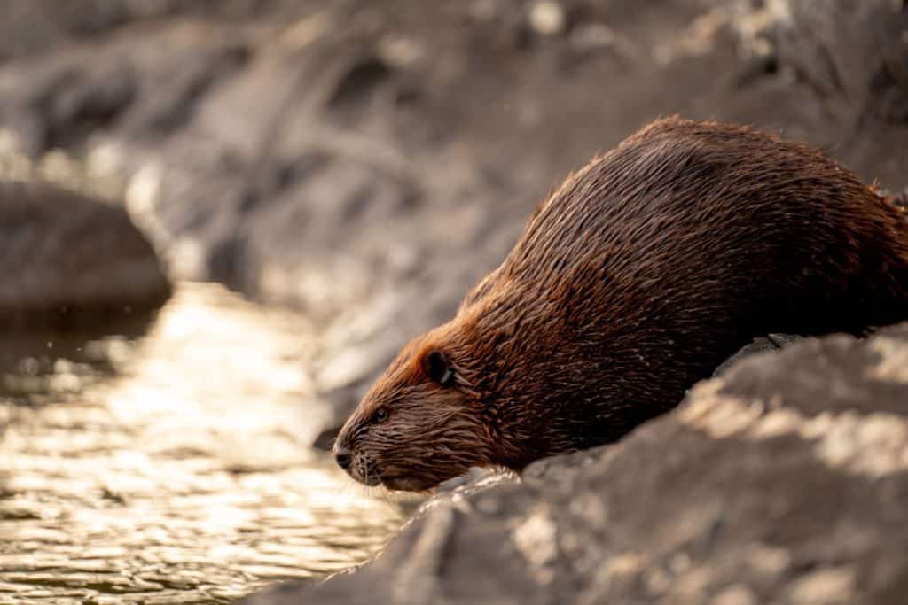 a beaver next to a water stream