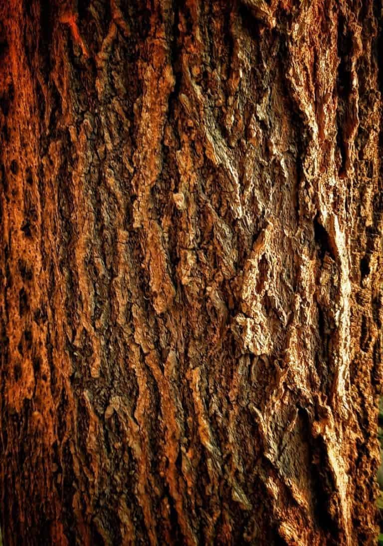 six of wands: yes or no?