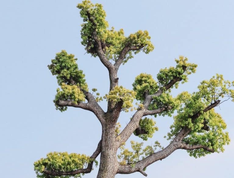 five of wands yes or no meaning