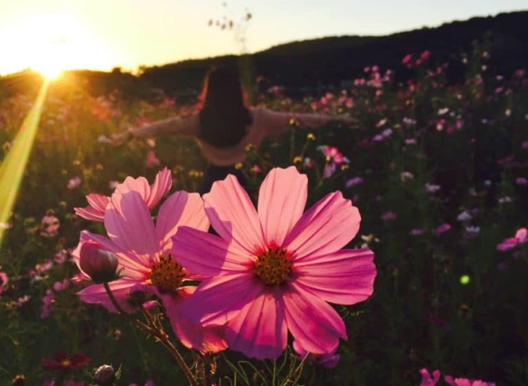 The Empress: Yes Or No? (Upright, Reversed & Love Meaning)