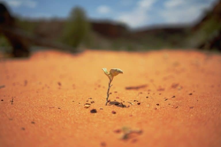 Strength: Yes Or No? (Upright, Reversed & Love Meaning)