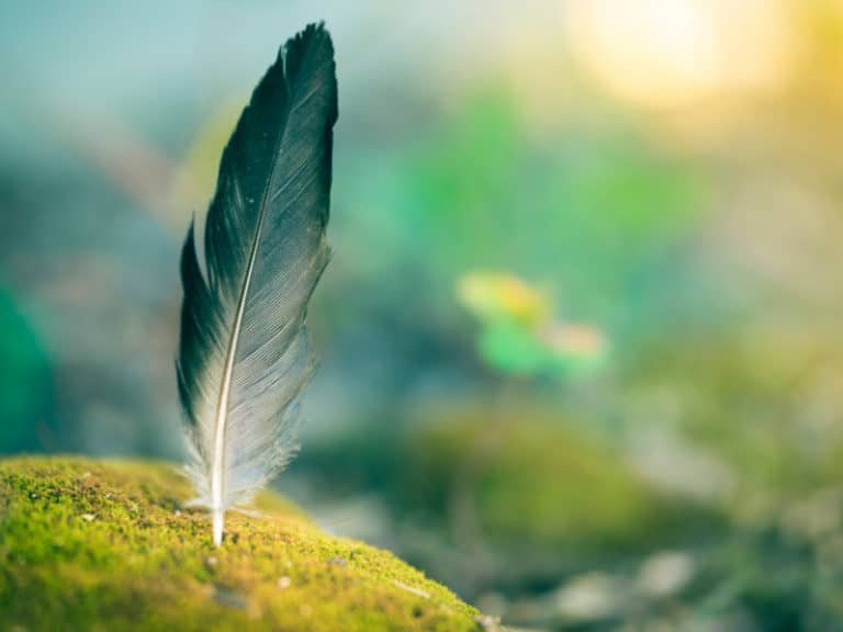 the meaning of small feathers
