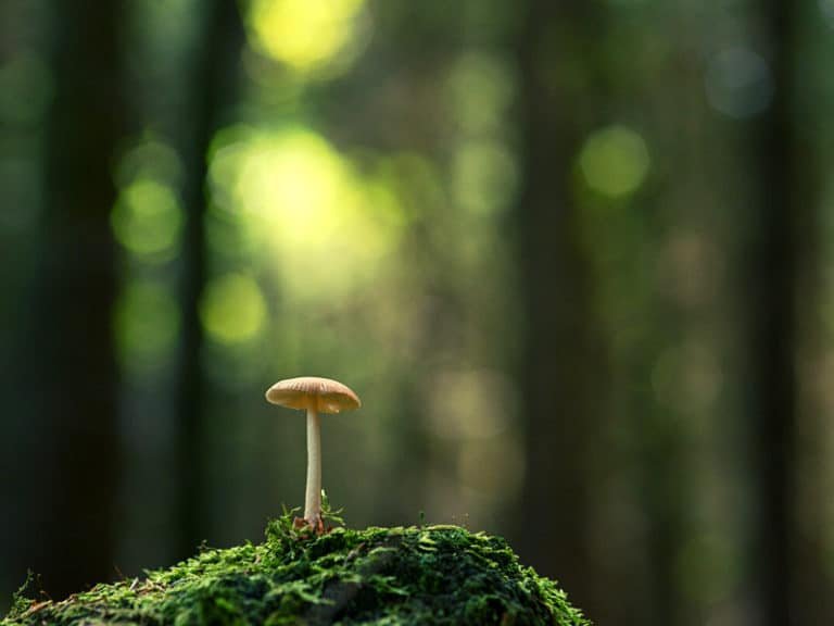 4 of wands as feelings