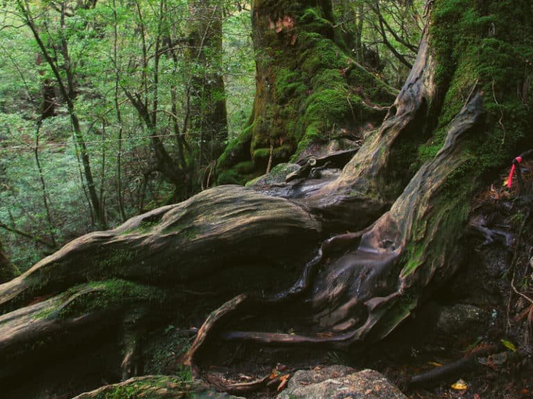 3 of wands as feelings