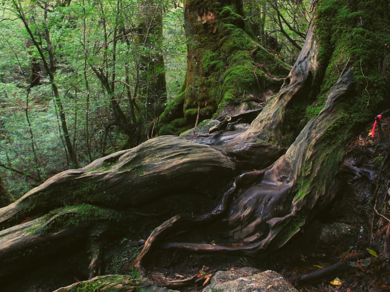 3 Of Wands As Feelings (Upright, Reversed & Combinations) Calming Cosmos