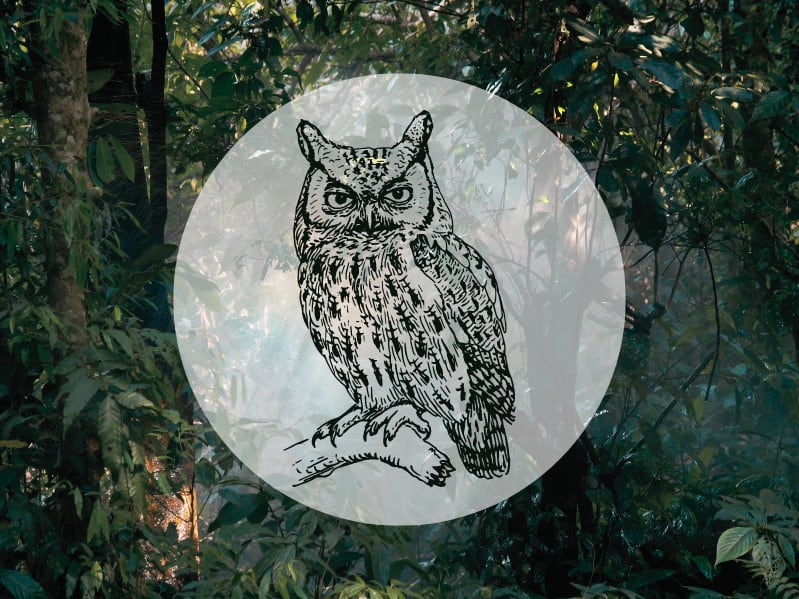 7 Reasons Why Seeing An Owl Is A Good Omen Calming Cosmos